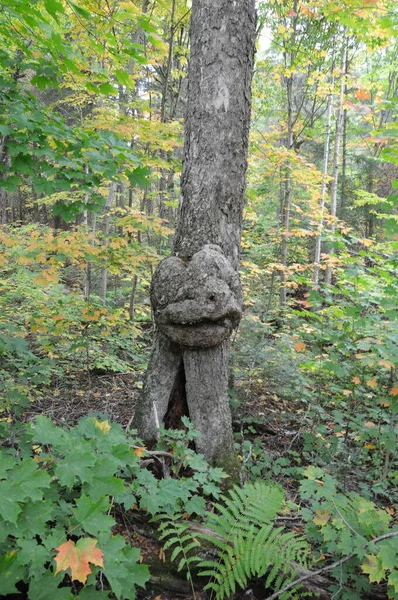Tree with smiling human face in nature with a majestic illusion in forest, a rarity and amazing phenomena. Face in a tree trunk in the autumn season.