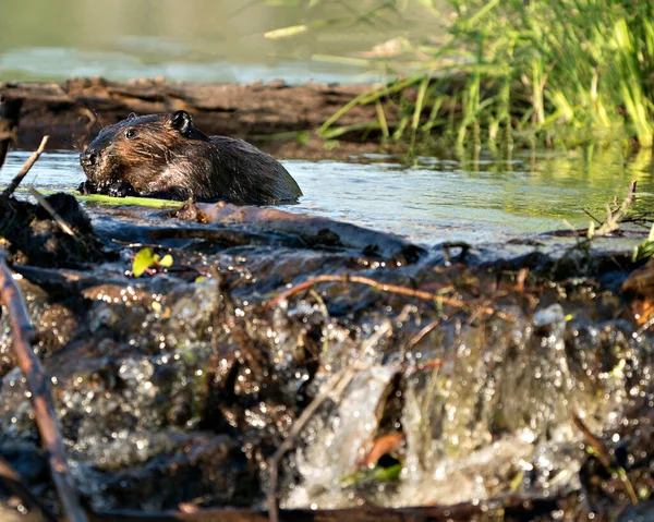 Visão Perfil Close Castor Construção Uma Barragem Rio Meio Floresta — Fotografia de Stock