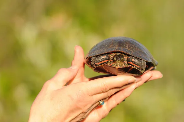 Painted turtle on a human hand with a blur green background enjoying its environment and habitat.