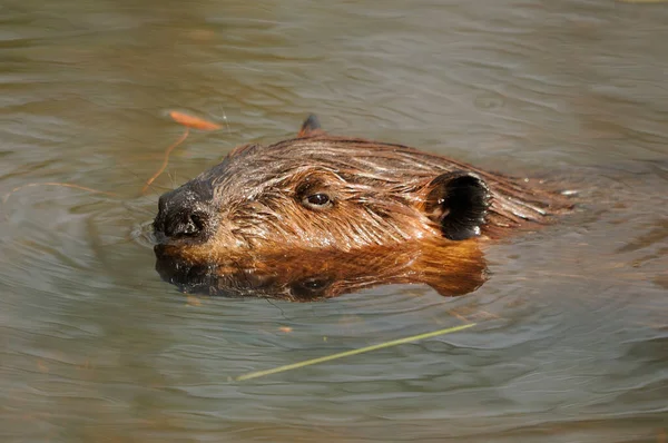 生息地と環境に水の背景を持つ茶色の毛皮 鼻を示す水のビーバーヘッドクローズアッププロフィール — ストック写真