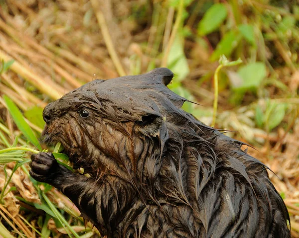 Cabeza Bebé Castor Cerca Comiendo Hierba Mostrando Piel Mojada Marrón —  Fotos de Stock