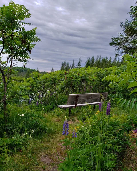 Bench in forest by a pond with wildflowers, daisies, trees, sky, clouds, foliage. Green summer forest landscape with bench.