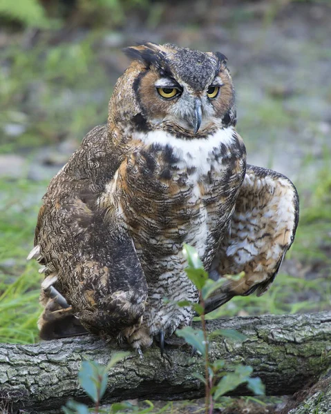 Vue Profil Rapprochée Hibou Perché Sur Une Branche Affichant Plumage — Photo