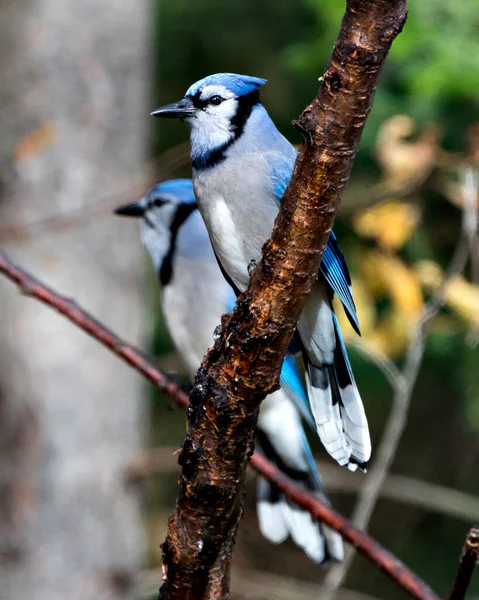 Blue Jays Közelkép Profil Nézet Ültetett Ágon Homályos Háttérrel Vad — Stock Fotó