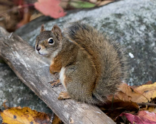 Eichhörnchen Nahaufnahme Profil Ansicht Sitzt Auf Einem Baumstamm Wald Zeigt — Stockfoto