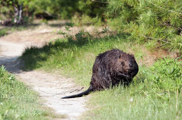 Beaver Close Profil Pohled Zobrazující Hnědé Kožešiny Hlavu Oči Uši — Stock fotografie