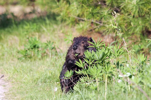 Bever Head Close Profiel Zicht Verschuilen Achter Gebladerte Bladeren Met — Stockfoto