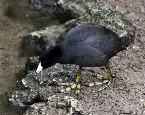 Black Scoter Oder American Scoter Vogel Aus Nächster Nähe Wasser — Stockfoto