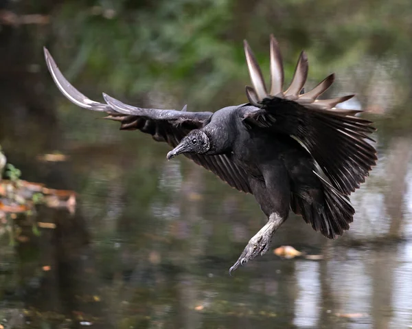 Oiseau Vautour Noir Vue Profil Rapprochée Montrant Tête Les Yeux — Photo