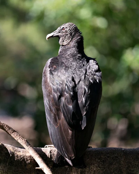 Pájaro Buitre Negro Ver Cerca Perfil Que Muestra Cabeza Ojo — Foto de Stock