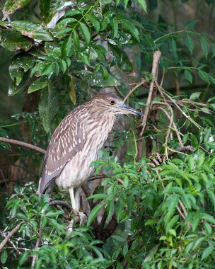 Siyah taçlı Gece Balıkçıl yavru kuş kahverengi tüy tüylerini, gövdesini, başını, gözünü, gagasını doğal ortamında ve yeşillik arka planında gösteren bir dala tünemişti..