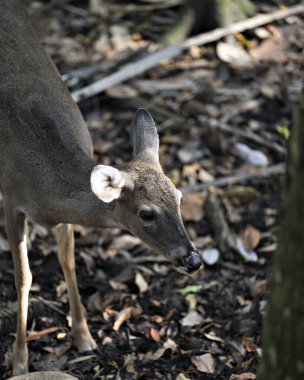 Geyik (beyaz kuyruklu geyik) tarlada yürür başını, kulaklarını, gözlerini, burnunu, bacaklarını, çevresini ve.