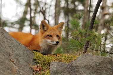 Fox Red Fox ormanda kürk, kafa, kulak, göz, burun, burun ve çevresel açıdan bulanık arkaplan gösteren kameraya bakıyor. Tilki görüntüsü. Tilki filmi. Tilki portresi.