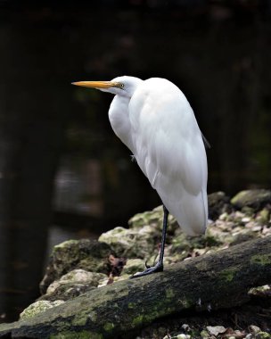 Büyük Beyaz Akbalıkçıl, su kenarındaki bir kütüğe tüy, kanat, kafa, gaga gibi beyaz tüyleri, çevresindeki ve habitatındaki siyah arka planda sergiliyordu..