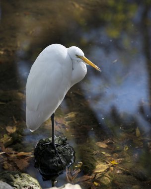 Vücudunu, kanadını, başını, gözünü, boynunu, uzun siyah bacaklarını, çevresindeki beyaz rengini ve habitatını ortaya çıkarırken sudaki büyük beyaz balıkçıl..