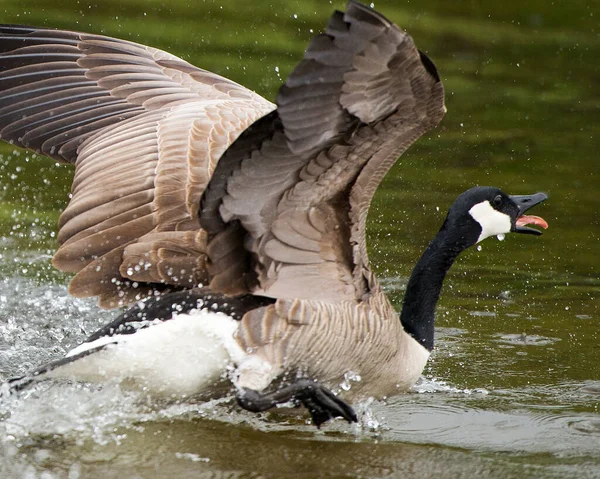 Canadese Ganzen Die Het Water Opstijgen Met Uitgespreide Vleugels Genieten — Stockfoto