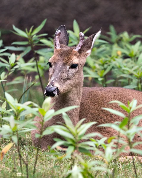 Hert Florida Key Deer Close Rust Tijdens Het Blootstellen Van — Stockfoto