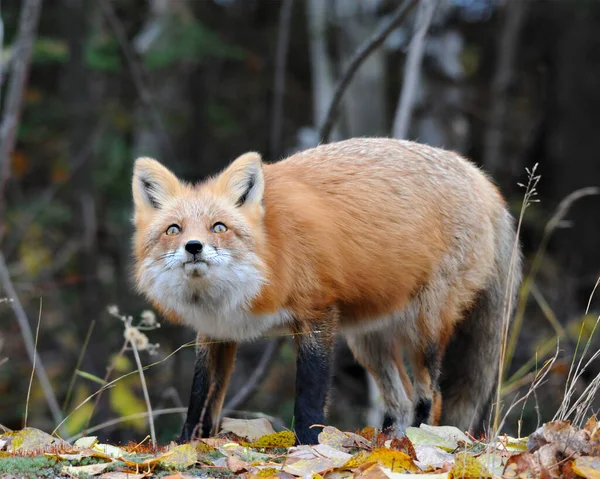 Zorro Rojo Vista Cerca Del Perfil Bosque Mirando Hacia Cielo —  Fotos de Stock