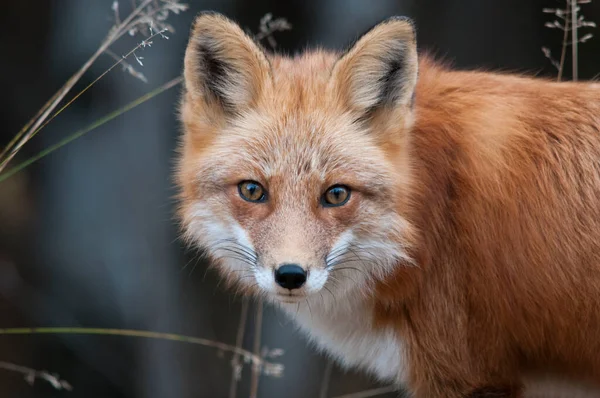 Fox Red Fox Cabeça Close Perfil Vista Com Fundo Borrão — Fotografia de Stock