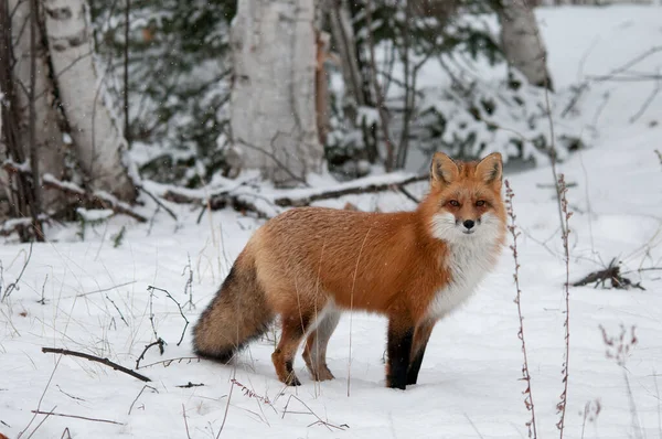 Fox Red Fox animal  in the forest in the winter season enjoying its habitat and environment while exposing its body, fox fur, fox tail, head, eyes, ears, nose, paws.