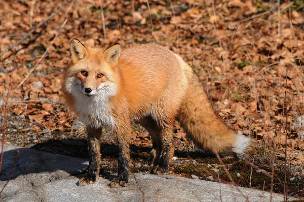 Red Fox close-up profile view the forest in its habitat and environment displaying yellowish red fur, body, head, eyes, ears, nose, wet paws, bushy tail. Fox image. Fox picture. Fox portrait.