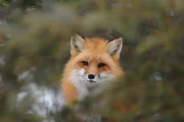 Fox Red Fox Hlava Zblízka Lese Zimním Období Svém Stanovišti — Stock fotografie