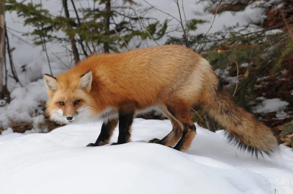 Fox Red Fox in the forest in the winter season enjoying its habitat and environment displaying fox fur, fox tail,  body, head, eyes, ears, nose, paws. Fox image. Fox picture. Fox portrait.
