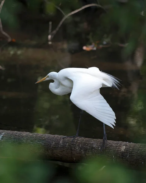 Great White Egret Στο Νερό Εμφανίζει Λευκό Φτερό Φτέρωμα Σώμα — Φωτογραφία Αρχείου