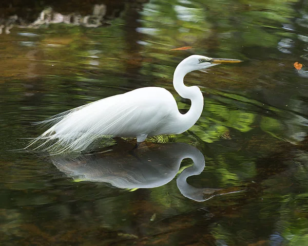 Silberreiher Wasser Mit Einem Spiegelbild Das Weißes Federkleid Flügel Kopf — Stockfoto