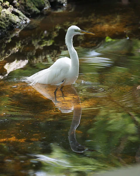 Great White Egret Água Com Reflexo Exibindo Plumagem Penas Brancas — Fotografia de Stock