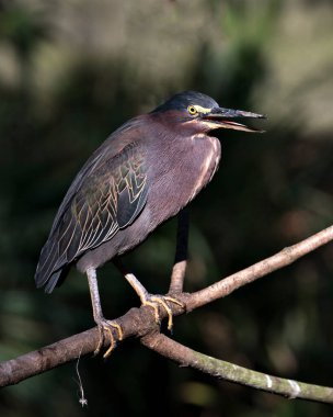 Yeşil balıkçıl mavi tüyleri, gövdesi, gagası, başı, gözü, ayakları ve çevresindeki bulanık arkaplanı gösteren bir dala tünemişti..