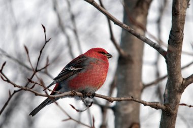 Grosgaga yakından profil görüntüsü, kış mevsiminde bulanık bir arka plana sahip kuş tüyü kanatları, gövde, kafa, gaga, göz ve ayakları gösteren bir dala tünemişti. Grosgaga resmi.
