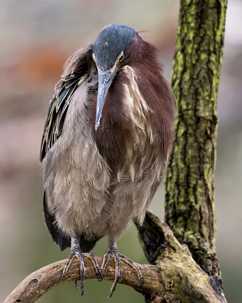 Groene Reiger Een Tak Met Blauwe Veren Lichaam Snavel Hoofd — Stockfoto