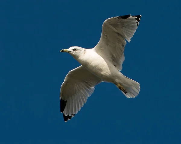 Sea Gull Close Profile View Flying Blue Sky Background Displaying — Stock Photo, Image