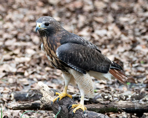 Hawk Detailní Pohled Profil Hnědým Rozmazaným Listím Pozadí Popředí Jeho — Stock fotografie