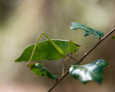 Katydid Böceği, çevre ve yaşam ortamında bulanık bir arka plana sahip bir ağaç dalında yakın plan profil görüntüsü.