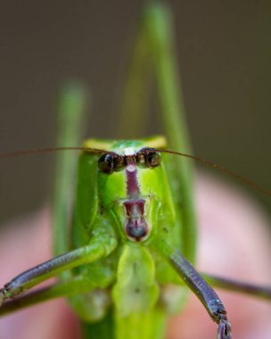 Katydid böceği, çevresindeki bulanık bir arka plan ve habitata sahip bir ağaç dalında anten, göz, ağız, bacak gösteren kameraya bakarak profil görüntüsü oluşturdu..