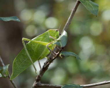 Katydid Böceği, çevre ve yaşam ortamında bulanık bir arka plana sahip bir ağaç dalında yakın plan profil görüntüsü.
