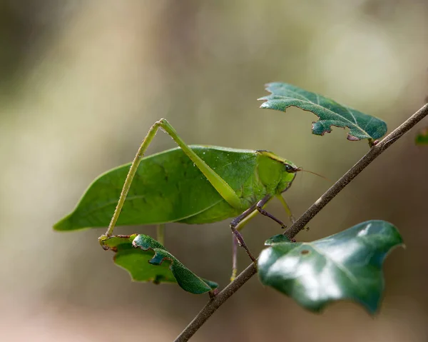 Visão Perfil Close Insetos Katydid Uma Árvore Galhos Com Fundo — Fotografia de Stock