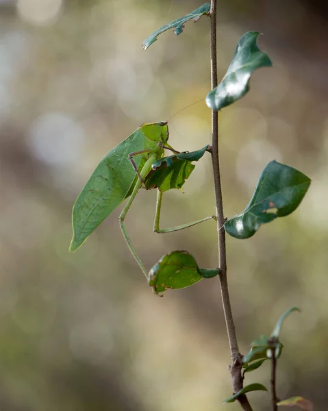 Katydid Insect 근접촬영 환경과 서식지에 배경을 가지고 나뭇가지의 — 스톡 사진