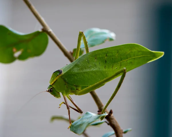 Katydid Vedere Profil Aproape Insecte Ramură Fundal Neclar Mediul Habitatul — Fotografie, imagine de stoc