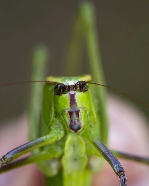 Visão Perfil Close Insetos Katydid Uma Árvore Galhos Com Fundo — Fotografia de Stock