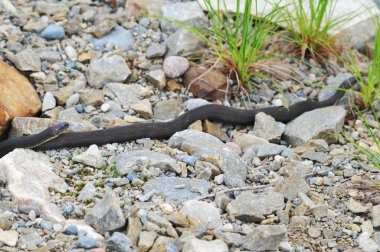 Yeşillik, kaya, çakıl ve doğal ortamının arka planına sahip yılan yakın profil görüntüsü.  