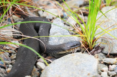 Yeşillik arkaplan ve ön planına sahip yılan yakın profil görüntüsü, çevresi ve habitatında çakıl. 