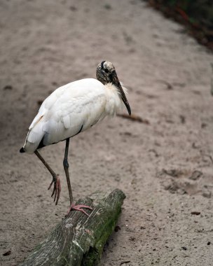 Yosun kütüğünün üzerinde duran ahşap leylek, beyaz ve siyah tüyleri, gövdesi, başı, gözü, gagası, uzun boynu, bacakları ve doğal ortamında gösterir..