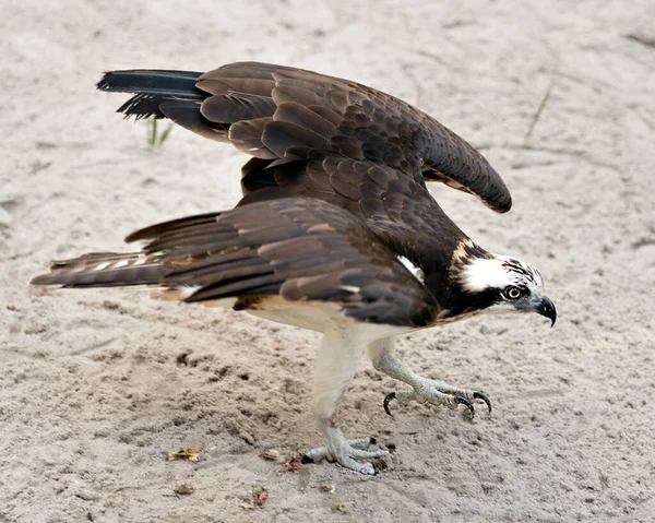 卵形的特写图片 展开的翅膀展示着褐色的羽毛头 在栖息地和环境中有沙质背景的爪子 向右看 — 图库照片