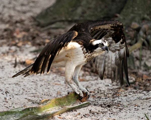 Osprey Vista Perfil Close Com Asas Abertas Com Fundo Desfocado — Fotografia de Stock