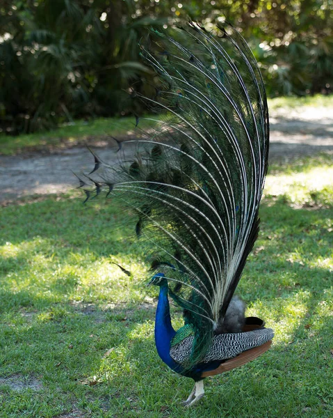 Peacock Közelkép Profil Kilátás Gyönyörű Színes Madár Sétál Zöld Környezet — Stock Fotó