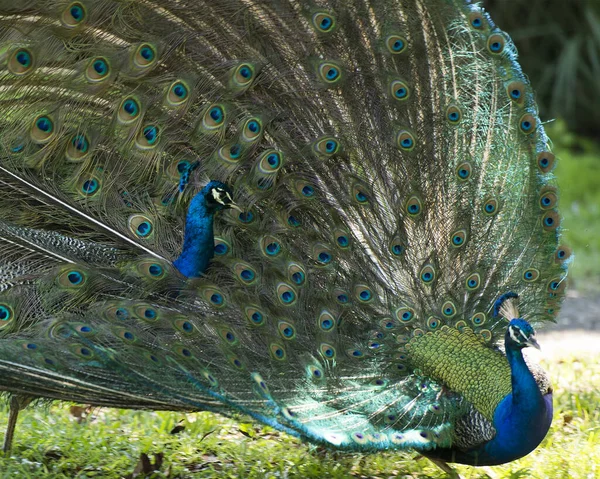 Peacock Detailní Profil Krásný Barevný Pták Peacock Pták Zobrazující Složitý — Stock fotografie