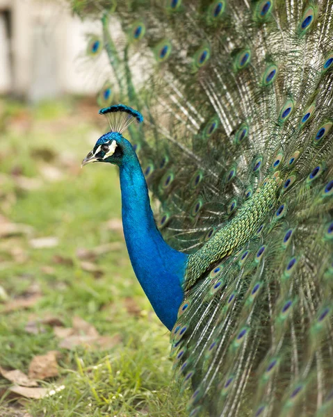 Peacock Közelkép Profil Gyönyörű Színes Madár Peacock Madár Kijelző Hajtsa — Stock Fotó